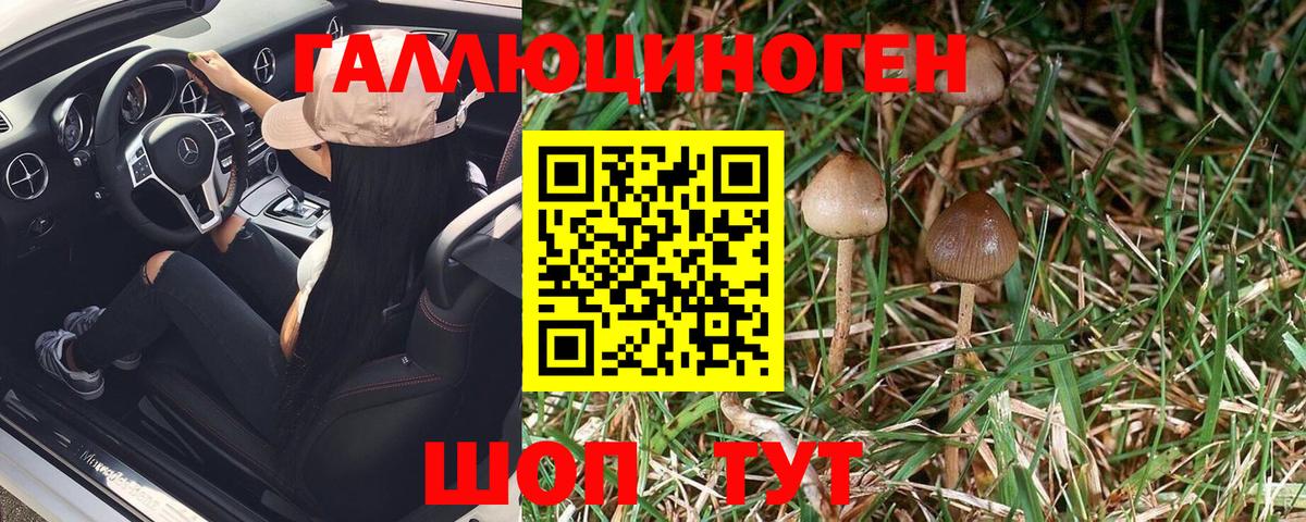 Псилоцибиновые грибы GOLDEN TEACHER  Бийск  Галлюциногенные грибы мицелий 